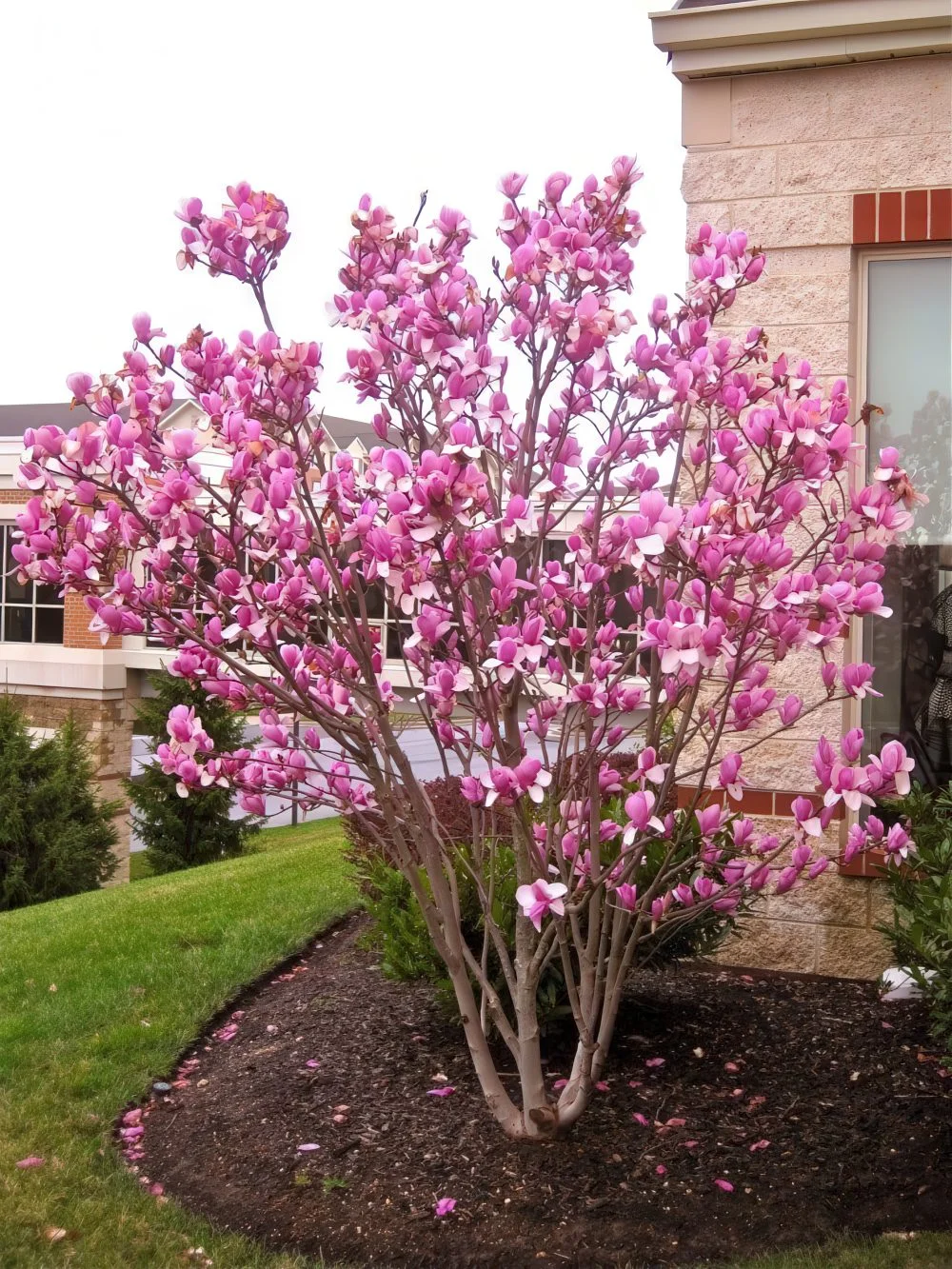 Parlak yapraklı muhteşem bu manolya ağacı, küçük ön bahçe için renk ve gizlilik sağlar.