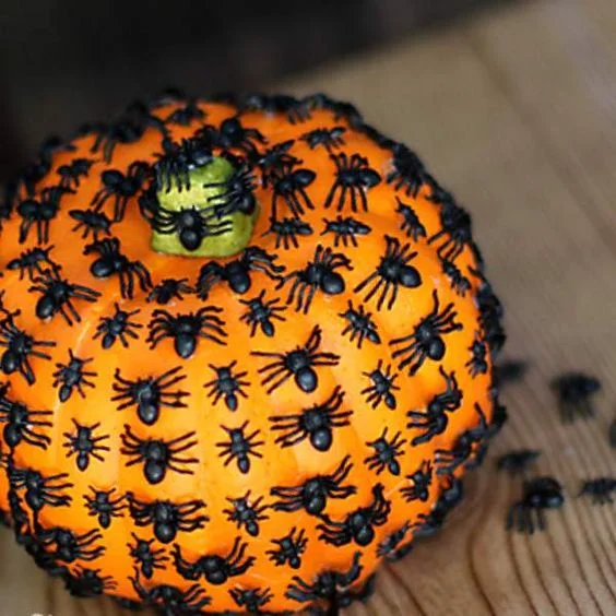 Siyah örümceklerle kaplanmış balkabağı, Halloween dekoru için harika ve çok hızlı, kolayca yapılabilir.