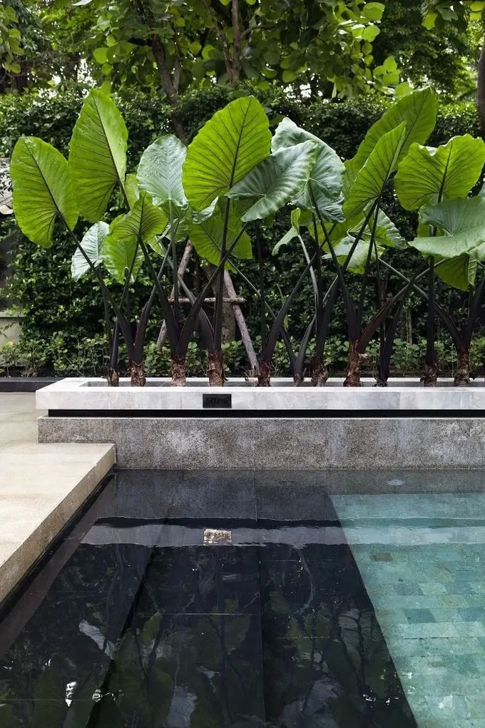 Havuzun kenarını saran büyük tropik yapraklar alana etkileyici bir hava katıyor.