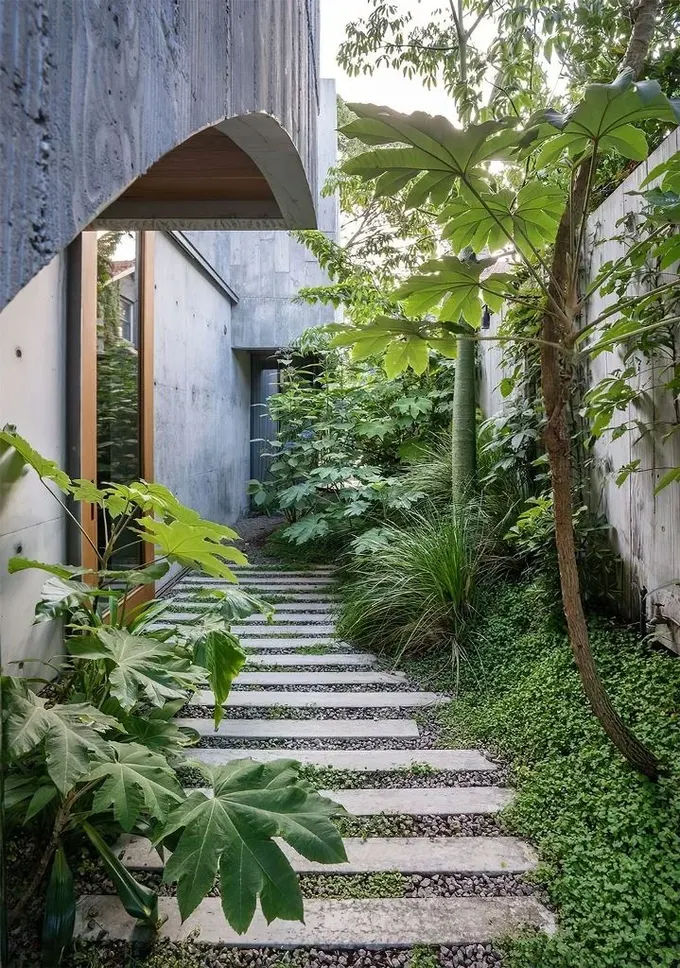 Bu yan bahçe bir parça yeşillik, ağaçlar ve şekil ile ilgi katan Fatsia japonica gösteriyor.