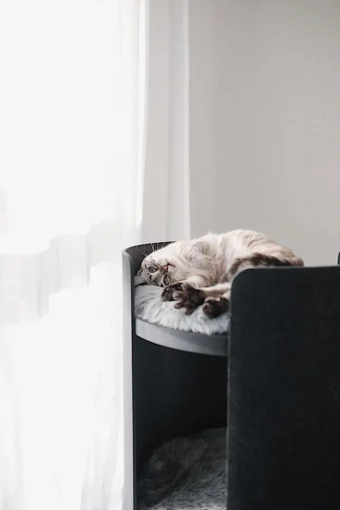 İki kedi için uygun, şık ve sade katlı kedi yatağı, dekorasyona zarar vermez.