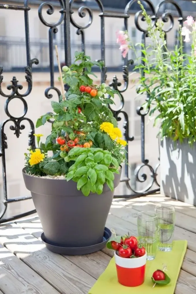 Küçük balkon saksısında marigoldlar ve domatesler birlikte çok güzel görünüyor.