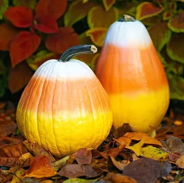 Oyulmamış şeker mısırı desenli kabaklar, sonbahar ve Halloween için harika ve dakikalar içinde yapılabilir bir dekorasyon seçeneği.