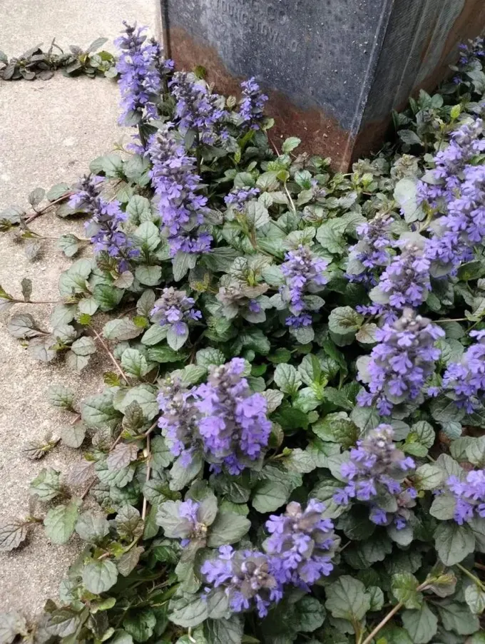 Ajuga reptans, gölgeli bahçelerde renk katan güzel bir çiçektir.