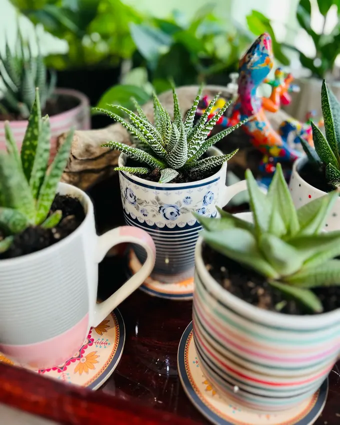 Desenli kahve fincanlarında Haworthia ve aloe sukulentler, kiracı dostu ve şık bir raf sunumu.