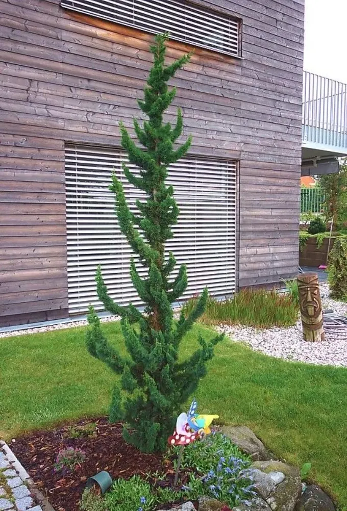 Chamaecyparis lawsoniana, dar bahçeler veya alan vurgu için şık ince bir ağaç.
