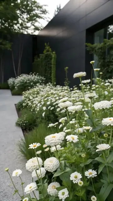 Beyaz zinnia ve papatyalar, çağdaş ve minimalist alanlar için hoş bir kombinasyon.