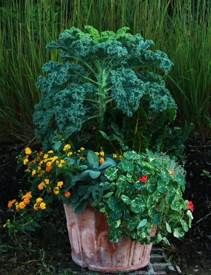 Bu saksıda İsviçre pırasası, nasturtium, adaçayı ve iantana var; hepsi birlikte hoş bir uyum sağlıyor.