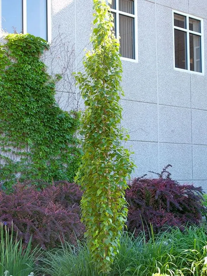 Parkland Pillar Birch, küçük bahçelerde dikkat çeken uzun ve ince bir ağaç.