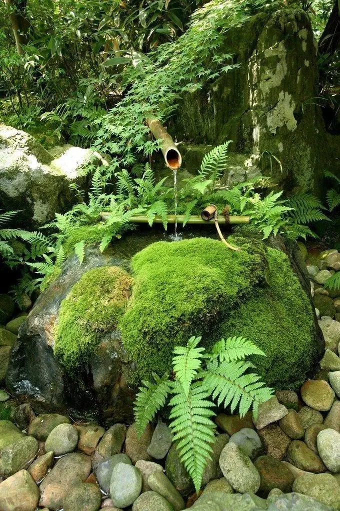 Japon tarzı çeşme, yosunla kaplı bir kaya, eğrelti otları ve bambu parçasından yapılmış, taşlarla çevrili.