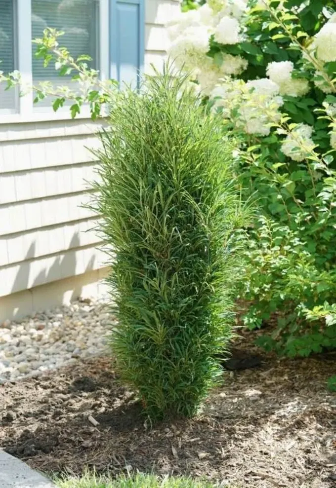 Buckthorn ince yapılı, dokusu bol şık bir bitki, mekana görsel zenginlik katar.