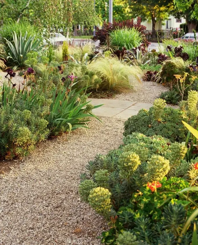 Son derece zengin peyzaj, sukulentler, otlar ve parlak çalılarla yapılmış, bu gerçekten bir xeriscape.
