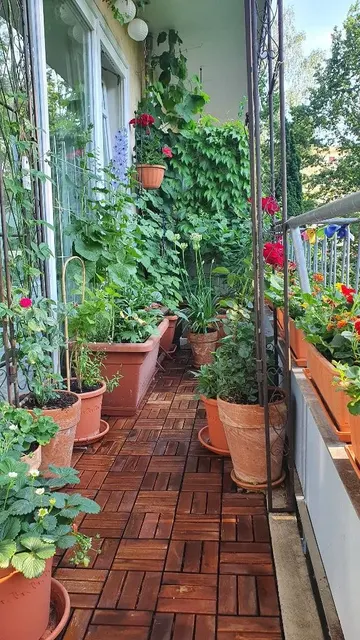 Bu dar balkon, korkuluk saksılarında bolca yeşillik ve çiçeklerle gerçek bir seraya, duvarları ise asma bitkileri kaplamış.