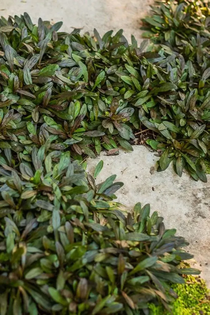Burleweed, taşlarla kombinlenince şık ve dokusal bir yer örtücüdür.