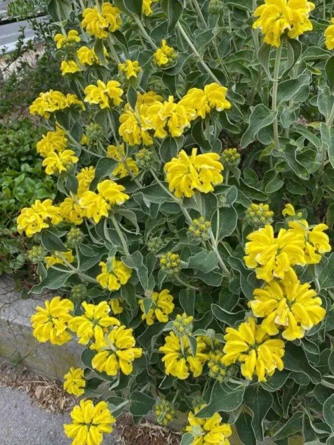 Phlomis fruiticosa, gölge bahçesine cesur renk ve yaratıcı şekil katan bir bitki.