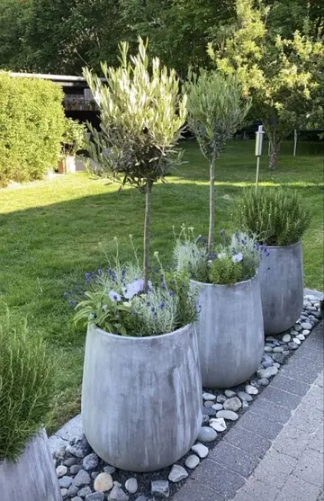 Yüksek beton kaplar, çiçekler, biberiye ve ağaçları sergiler, İskandinav bahçeleri için uygundur.