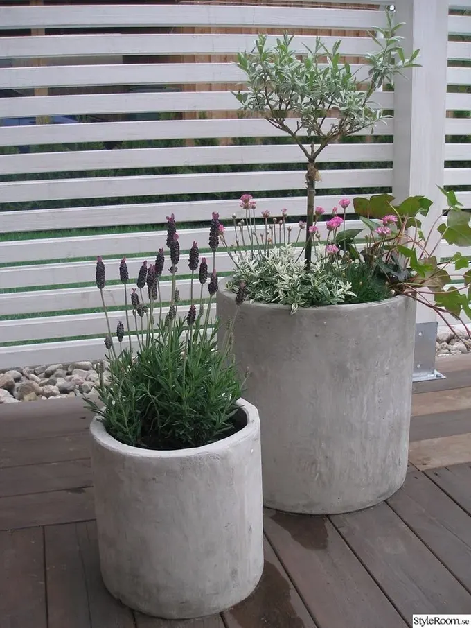 Bu beton saksılar, pembe ve mor çiçekler, yeşillikler ve küçük bir ağacı sergiliyor.