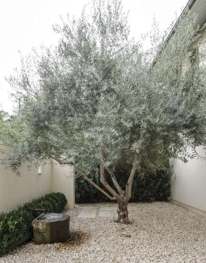 Bu tablo gibi çakıllı bahçe çok Akdeniz havasında görünüyor; bir çeşme, çit ve bir zeytin ağacı var.