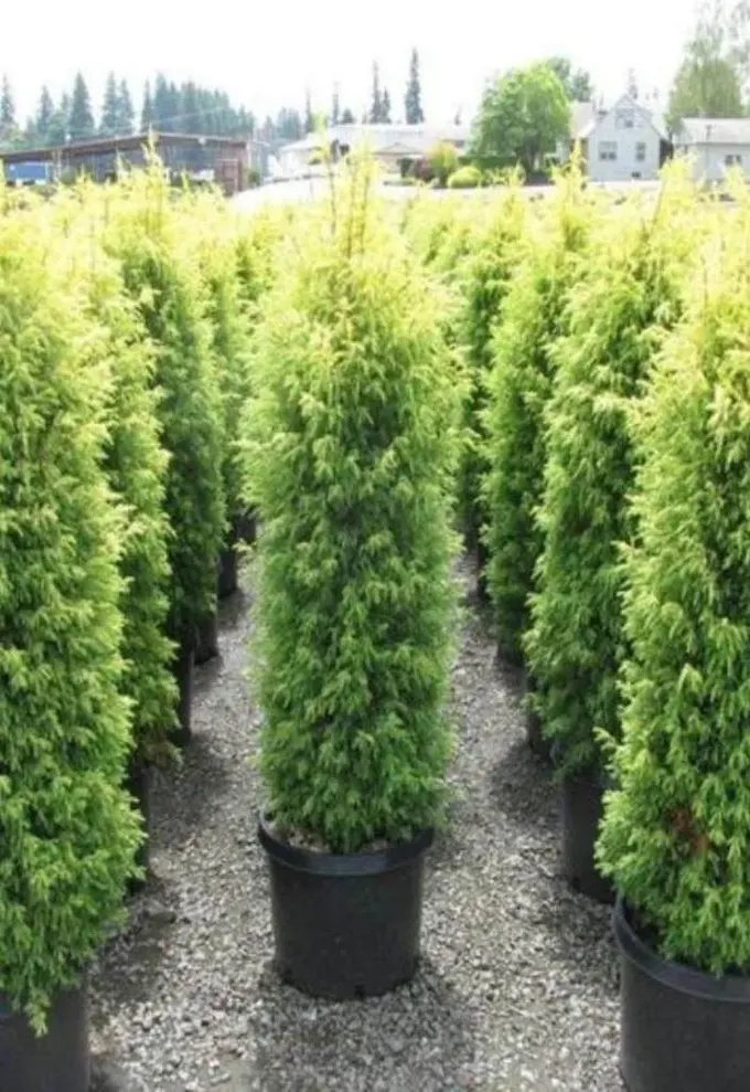‘Golden Cone’ Yaygın Ardıç, dar bahçeler için güzel ve saksıda yetiştirilebilir uzun bir bitkidir.