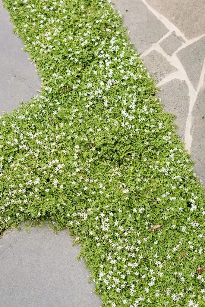 Pratia Pedunculata, küçük çiçekleriyle harika bir yer örtücüdür, yol ve zemini süsler.