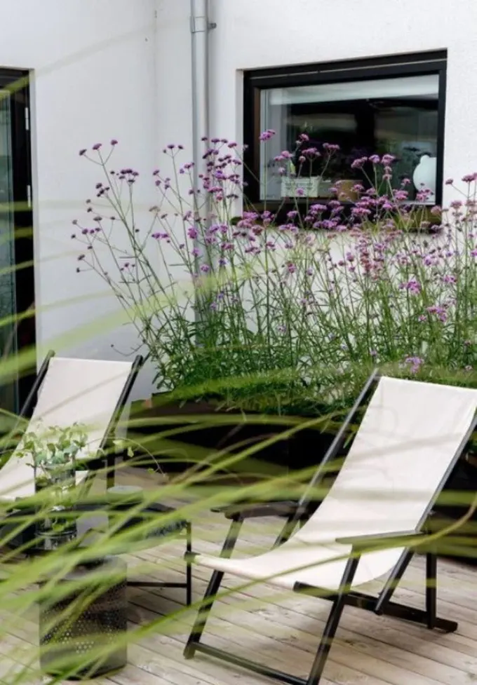 Mor verbena dolu büyük saksı, modern, İskandinav ya da minimalist dekorasyona güzel bir dokunuş.