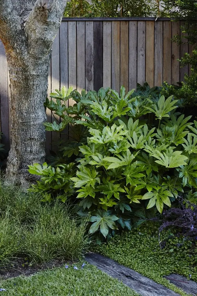 Fatsia japonica, benzersiz yapraklarıyla gölgede dikkat çeken hoş bir bitkidir.