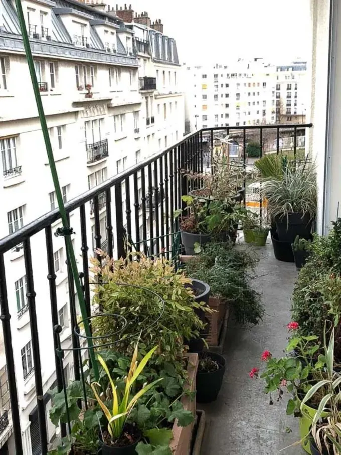 Balkon, bitkiler, çiçekler ve yenilebilir ürünlerle tam bir bahçe haline gelmiş.