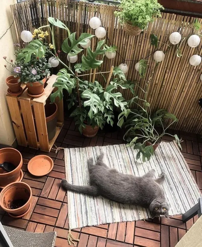 Balkon, çiçekler ve yeşilliklerle dolu küçük bir bahçe ve evcil hayvan için bir halı barındırıyor.