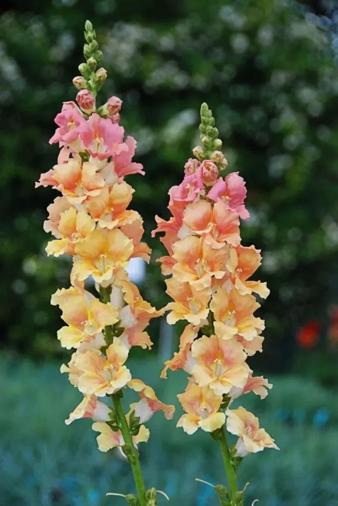 Antirrhinum, gölgede yetişebilen ve çok canlı görünen çiçeklerden biridir.