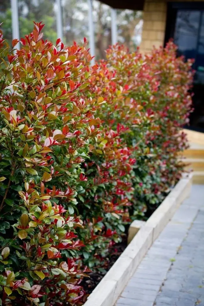Syzygium, canlı çit veya doğal perde oluşturmak için cesur ve dikkat çekici bir bitkidir.