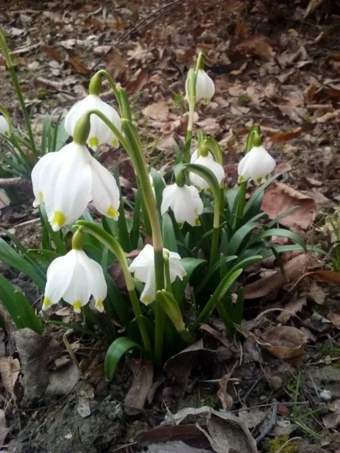 Leucojum vernum, gölgeli bahçeler için hoş ve narin bir çiçektir.