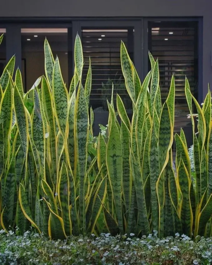 Dracaena trifasciata (yılan bitkisi), gizlilik için harika ve göz alıcı bir bitkidir.