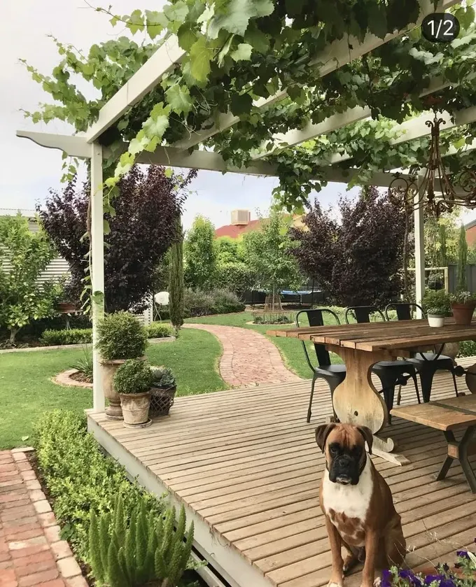 Pergola, gölge ve görsel çekicilik sağlayan yeşil sarmaşıklarla kaplı.