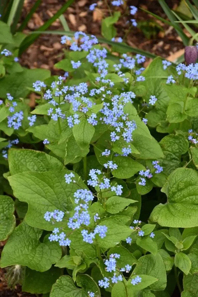 Brunnera macrophylla, gölgeli alanlar için zarif ve narin bir çiçektir.