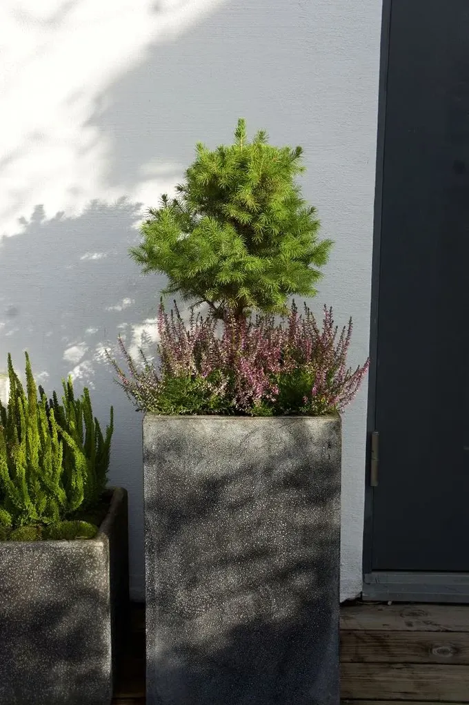 Bu sevimli dokulu kutu saksılar çağdaş veya minimalist açık alanlar için uygundur.