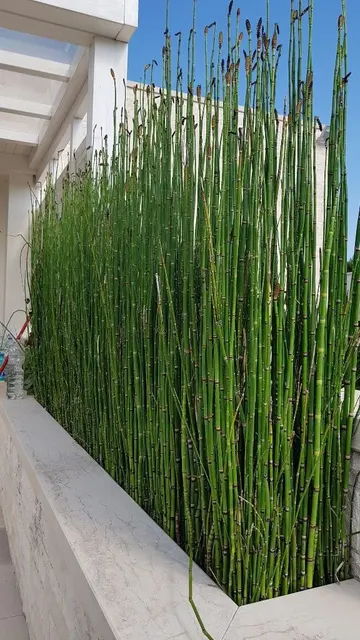 Yüksek ve sık bambu içeren yükseltilmiş bahçe yatağı, bakım gerektirmeyen mükemmel bir çözümdür.
