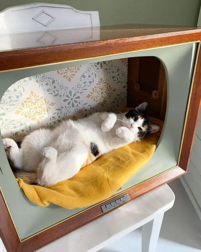 Eski bir televizyonu rahat bir kedi yatağına, neredeyse bir eve dönüştürün; kolay bir DIY projesi olarak mekâna cazibe katar.
