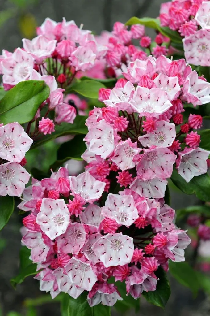 Kalmia latifiolia, gölgeli bahçeye etkileyici bir canlılık katacak şahane ve parlak bir çiçektir.